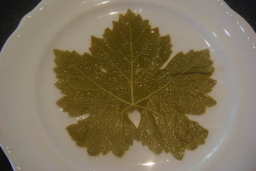 open vine leaf