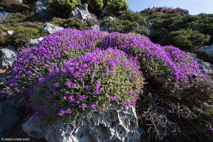 Wild Thyme area in Crete